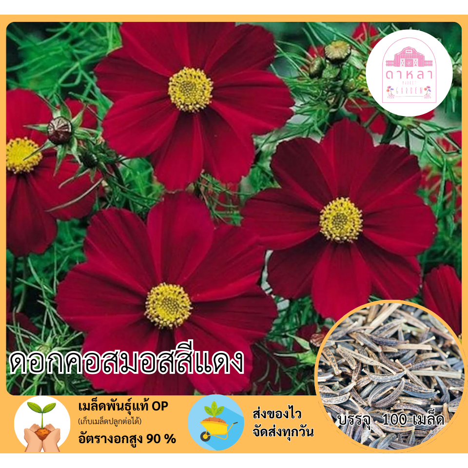 ดอกคอสมอสสีแดงล้วน 100 เมล็ด