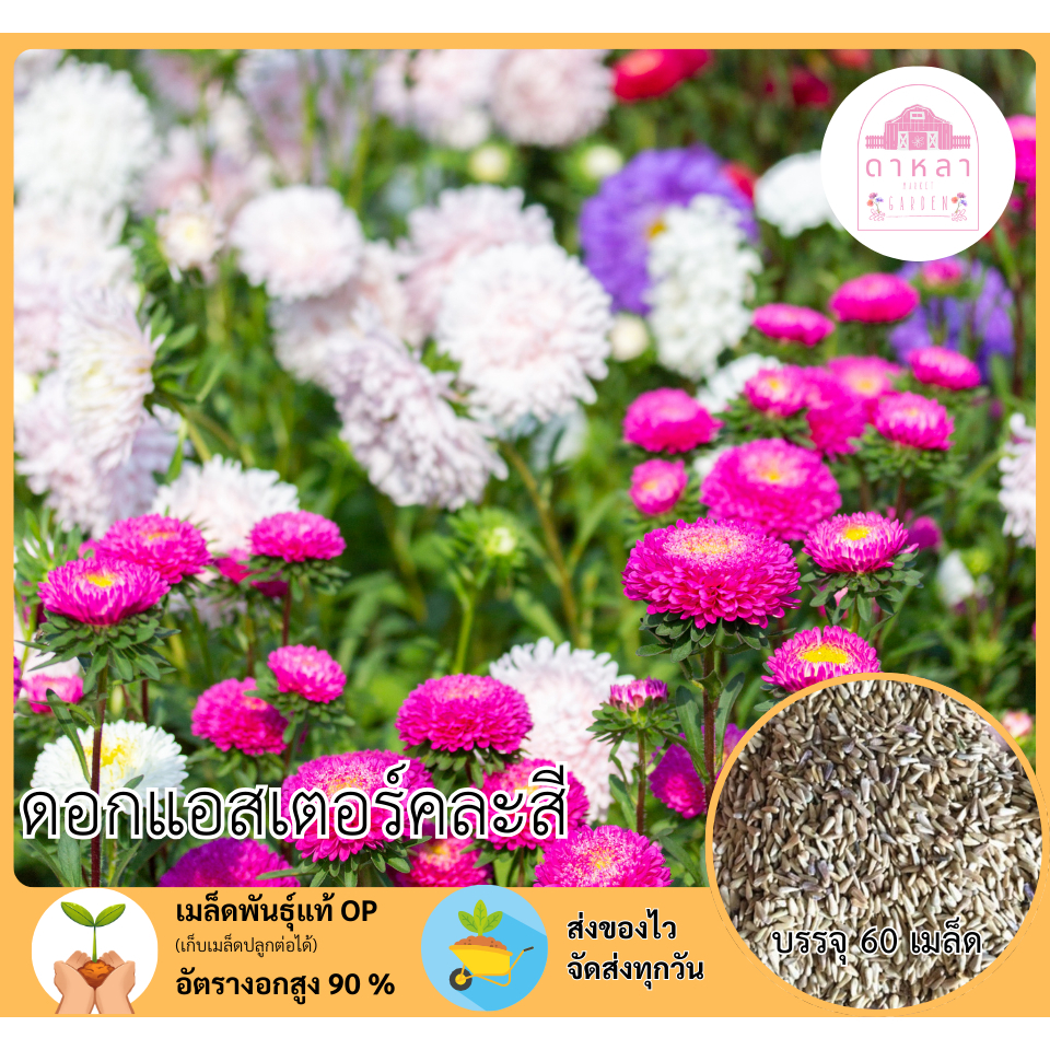 ดอกแอสเตอร์คละสี  60 เมล็ด