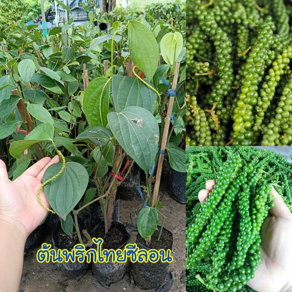 ต้นพริกไทยซีลอน พันธุ์แท้ 100%