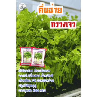 ตราลูกโลก เมล็ดคื่นฉ่าย กวางเจา Celery เมล็ดพันธุ์ผัก ผักสวนครัว ผักซอง ลูกโลก