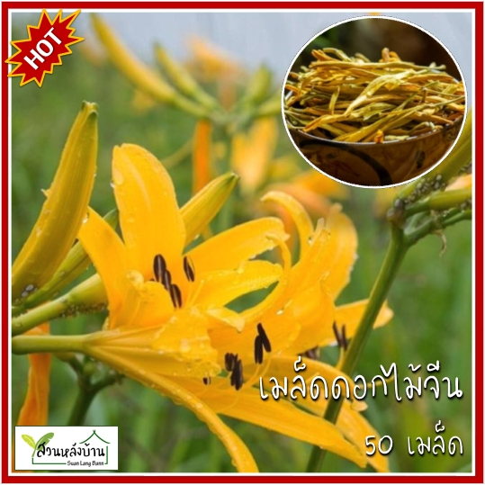 50 เมล็ด ดอกไม้จีน เมล็ดดอกไม้จีน จำฉ่าย เมล็ดจำฉ่าย ผักบุ้งจีนดอก