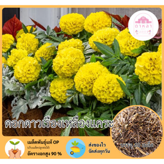 ดอกดาวเรืองสีเหลืองพันธุ์แคระ  50 เมล็ด