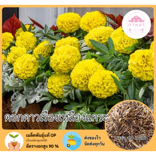 ดอกดาวเรืองสีเหลืองพันธุ์แคระ 50 เมล็ด