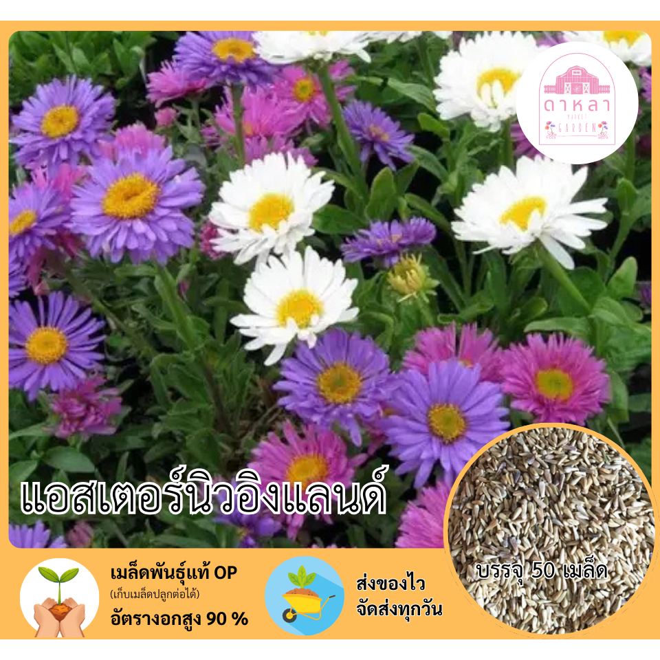 ดอกแอสเตอร์นิวอิงแลนด์ 50 เมล็ด