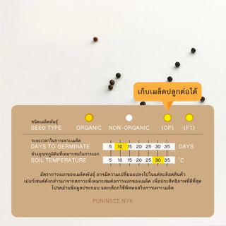 🇺🇸 เมล็ดนำเข้า เมล็ดเคล เคล เคลใบหยิก ผักเคล Curly Kale (Organic Seed) สายพันธุ์ดี คะน้าเคล จากสหรัฐอเมริกา ปันอินทรีย์