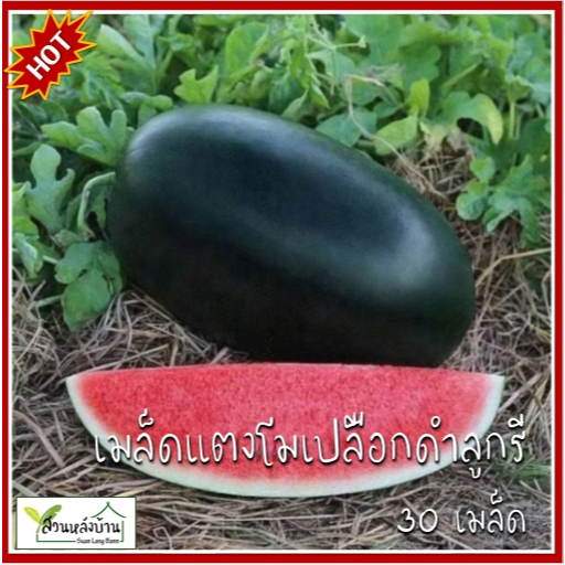 15 เมล็ด แตงโมเปลือกดำลูกรี เมล็ดแตงโมดำ เมล็ดแตงโมเปลือกดำ เมล็ดพันธุ์แตงโมดำ