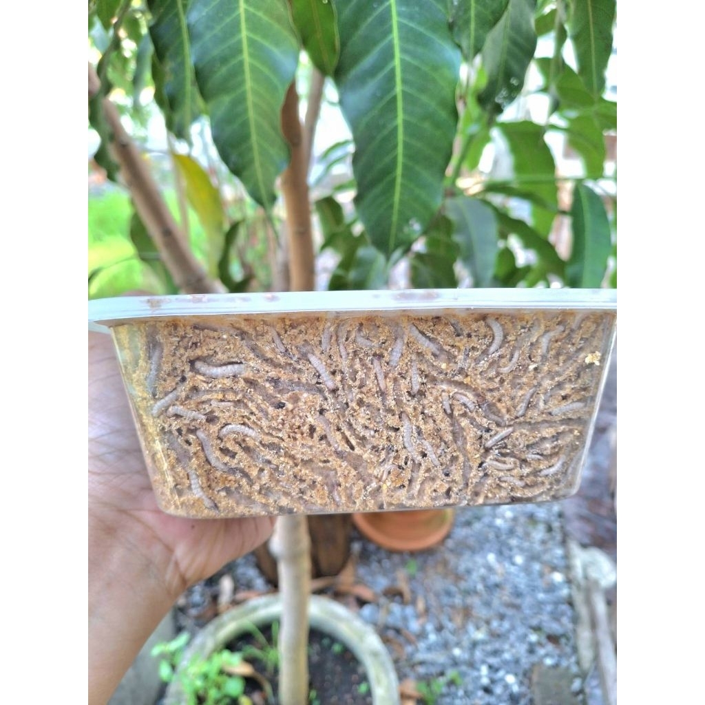 wax ขนมโปรตีนอย่างดีมาก