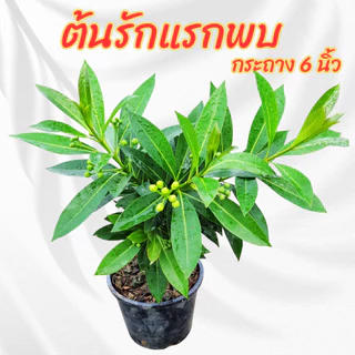 ต้นรักแรกพบ รักแรกพบดอกสีเหลืองไม้ดอกทนแดด ออกดอกทั้งปี ขนาดกระถาง 6 นิ้ว