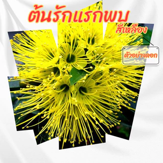 ต้นรักแรกพบ รักแรกพบดอกสีเหลืองไม้ดอกทนแดด ออกดอกทั้งปี ขนาดกระถาง 6 นิ้ว