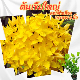 ต้นเข็มใหญ่ เข็มดอกใหญ่ สีเหลือง เข็มเหลืองใบใหญ่ ขนาดกระถาง 6 นิ้ว