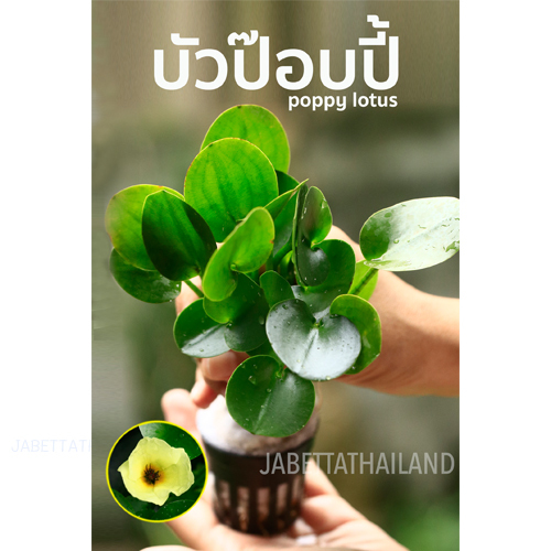 บัวป๊อบปี้ ไม้น้ำ บัวจิ๋ว พร้อมกระถาง จำนวน 1 กระถาง
