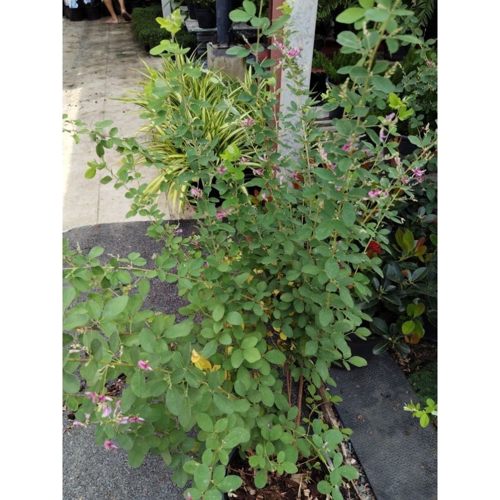 นีออนฟิลิปปินส์  Leucophyllum frutescens หรือ Ash bush หรือ Purple sage, - รูปที่ 3