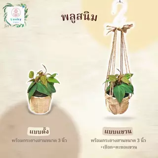 🌱พลูทอง/พลูลาย/พลูงาช้าง/พลูสนิม/พลูบราซิล/พลูหินอ่อน/พลูบราซิลด่างสามสี/พลูหัวใจลาย(แบบตั้ง,แขวน) พร้อมกระถางสาน 3 นิ้ว