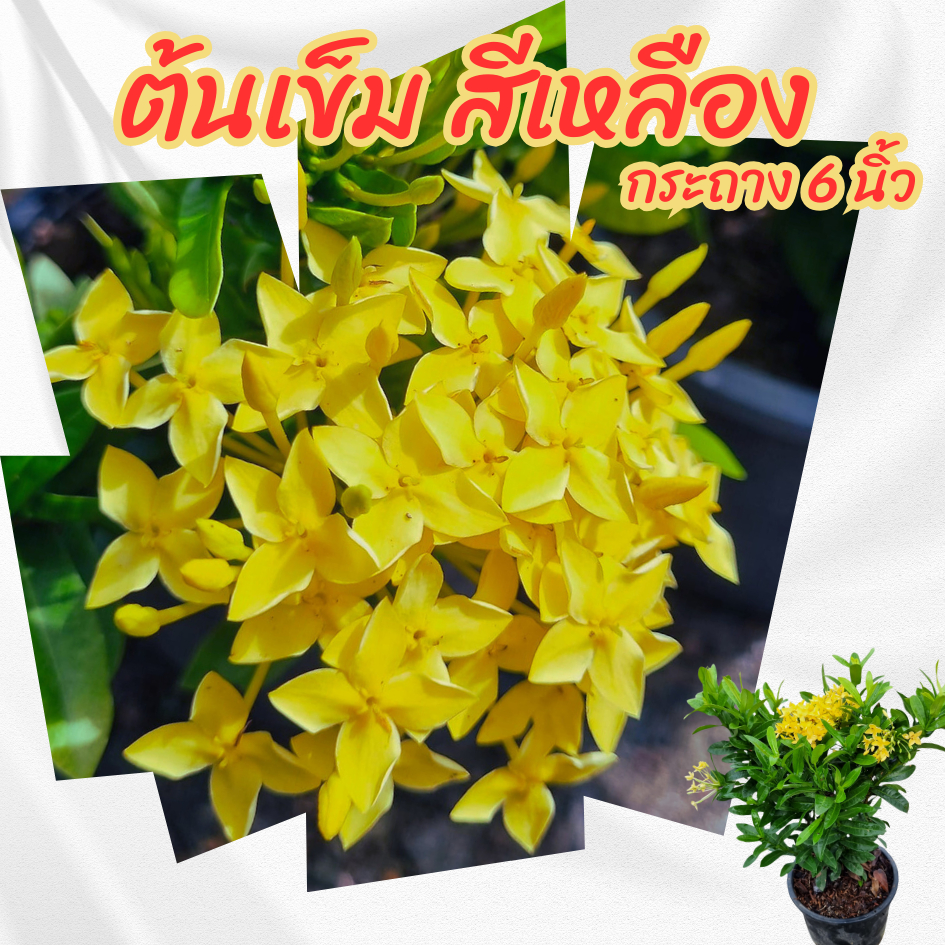 ต้นเข็มเล็ก เข็มรั้วดอกสีเหลือง กระถาง 6 นิ้ว(ส่งพร้อมกระถาง)ไม้จัดสวนไม้ดอกไม้ประดับ – โปรปัง