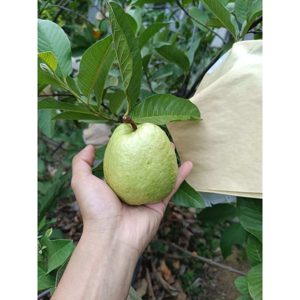 ฝรั่งกิมจู ออแกนิก100% รวมแพ็ค 1 กิโลกรัมเก็บส่งสดจากต้นเลยจ้าปลอดสารให้ลูกหลานทานได้สบายใจเลยจ้า