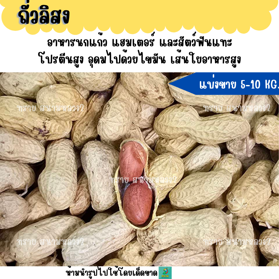 (5 KG./10 KG.) ถั่วลิสง A อาหารนกแก้วและแฮมสเตอร์
