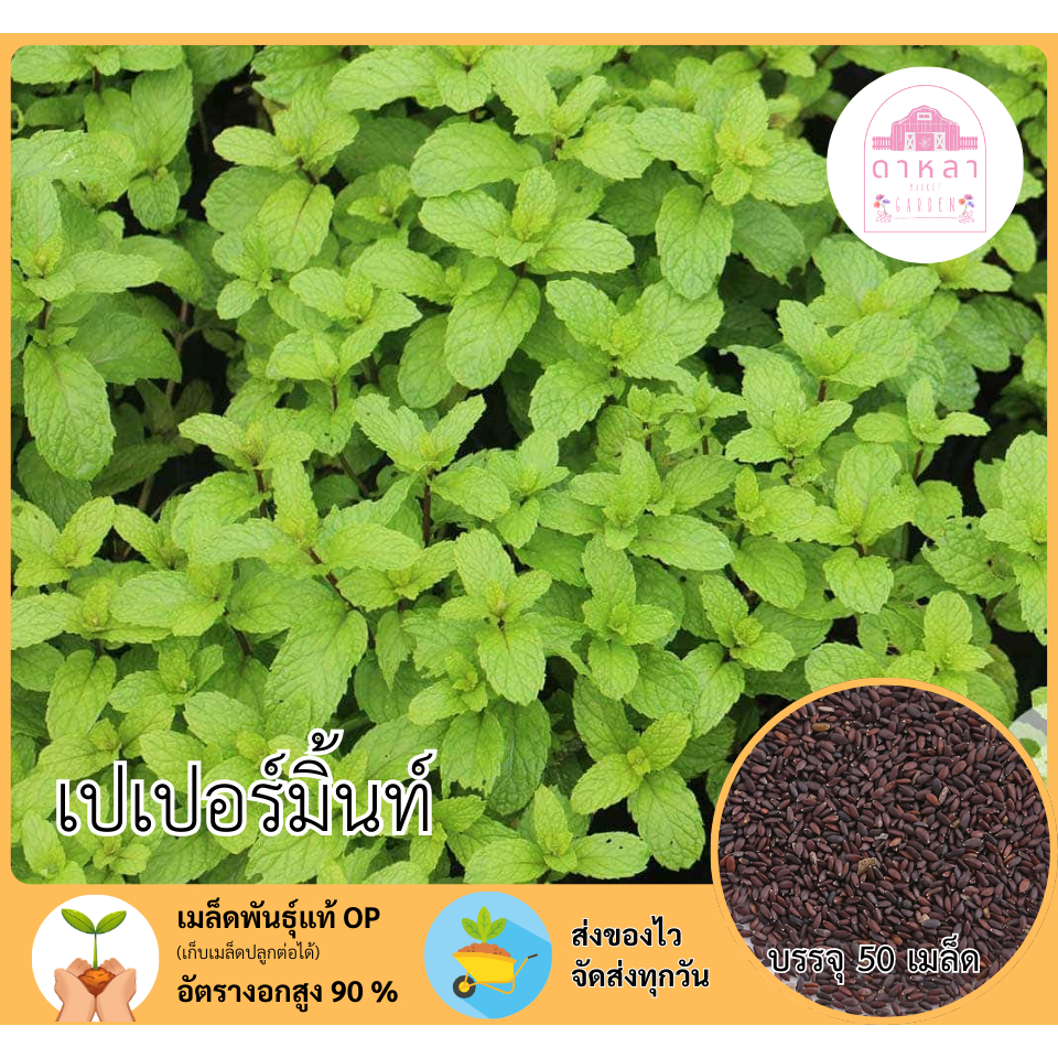 เปเปอร์มิ้นท์ 50 เมล็ด