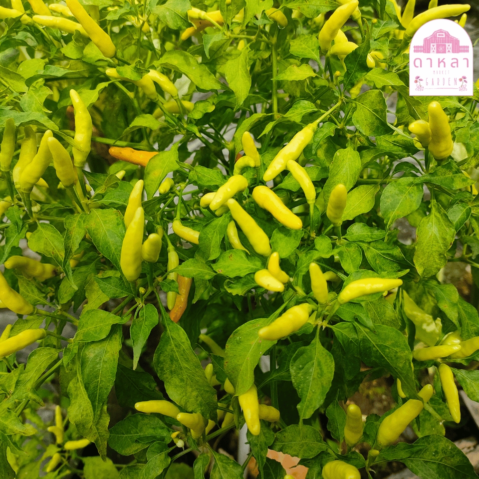 พริกเหลืองอินโด 10 เมล็ด - รูปที่ 2