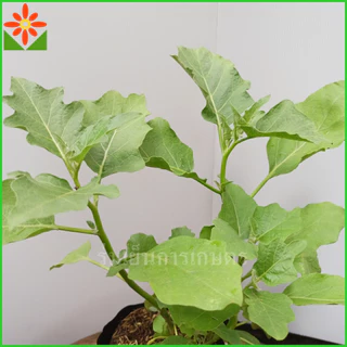 ต้นมะเขือไข่เต่า ขาว ส่งพร้อมถุงเพาะ 5.5นิ้ว มะเขือไข่เต่าขาว