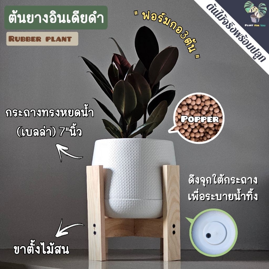 🖤ต้นยางอินเดียดำ ฟอร์มกอ3ต้น (Black Rubber Plant) 20-25cm (ต้นไม้ฟอกอากาศ) ครบชุดพร้อมปลูก