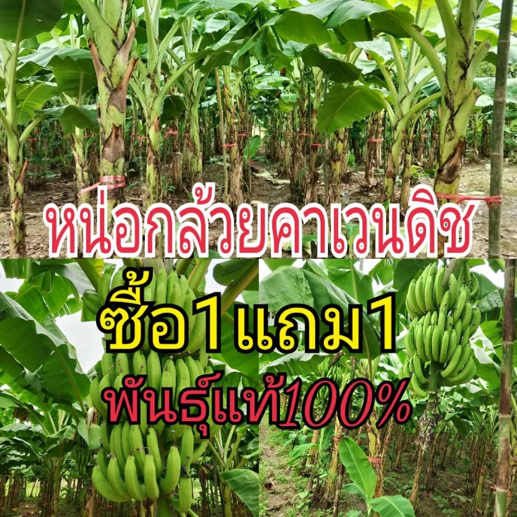 หน่อกล้วยหอมคาเวนดิชพันธุ์แท้ 100% ซื้อ 1 แถม 1 รวม 2 หน่อราคา 99 บาท