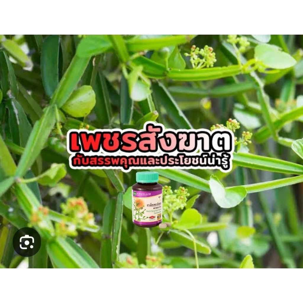 เพชรสังฆาต ทานได้ทุกเพศ