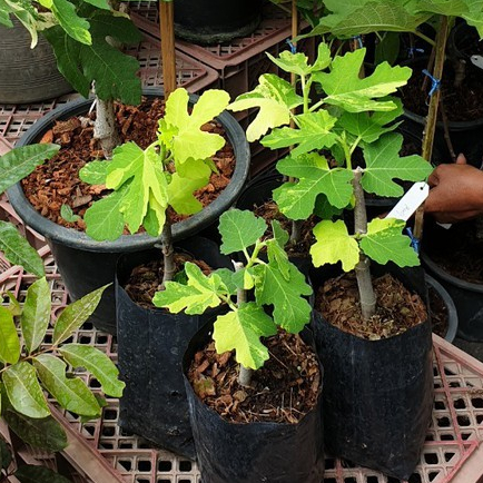 1 ต้นมะเดื่อฝรั่ง มะเดื่อใบด่าง มะเดื่อฝรั่ง (Fig) พันธุ์ jolly tiger กระถาง 6 นิ้ว ลำต้นสูง 20-30 ซ