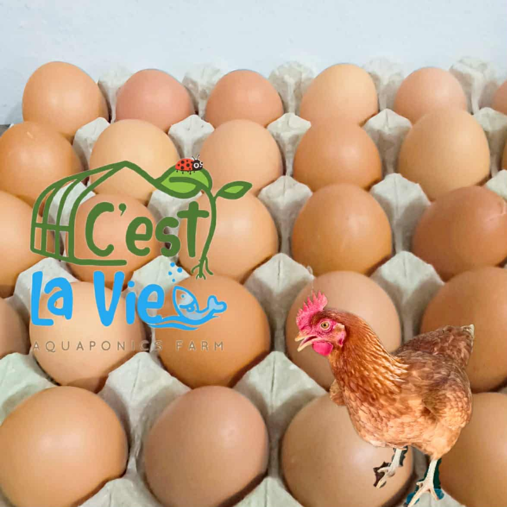 ไข่ไก่ปล่อยอิสระ Free Range Eggs ปลอดสาร สดใหม่จากฟาร์ม อร่อยไข่แดงมันนัว (30 ฟอง/30 eggs)คละไซส์