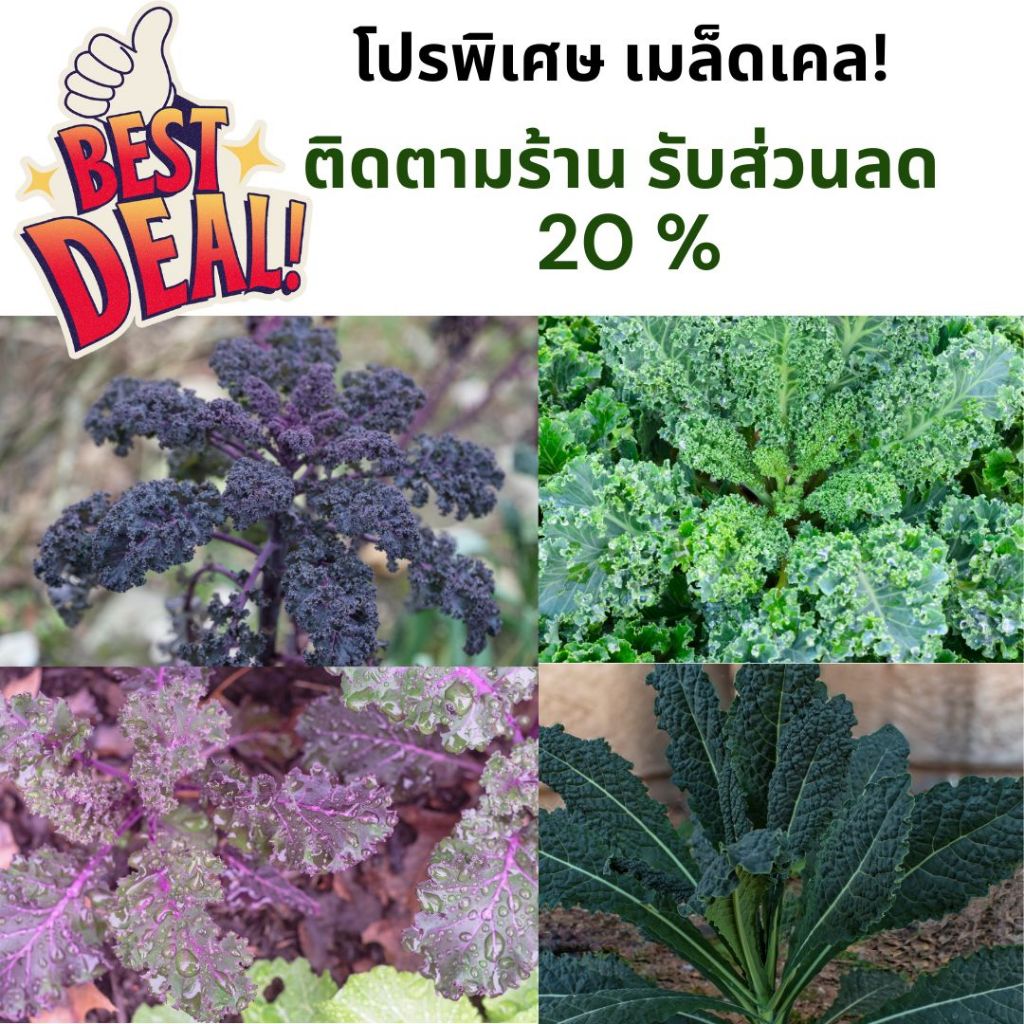 เมล็ดพันธุ์เคล 500 เมล็ด | เคลไดโนซาร์ เคลสการ์เล็ต เคลเวทส์บลู | นำเข้าจากอเมริกา | อัตรางอกสูง