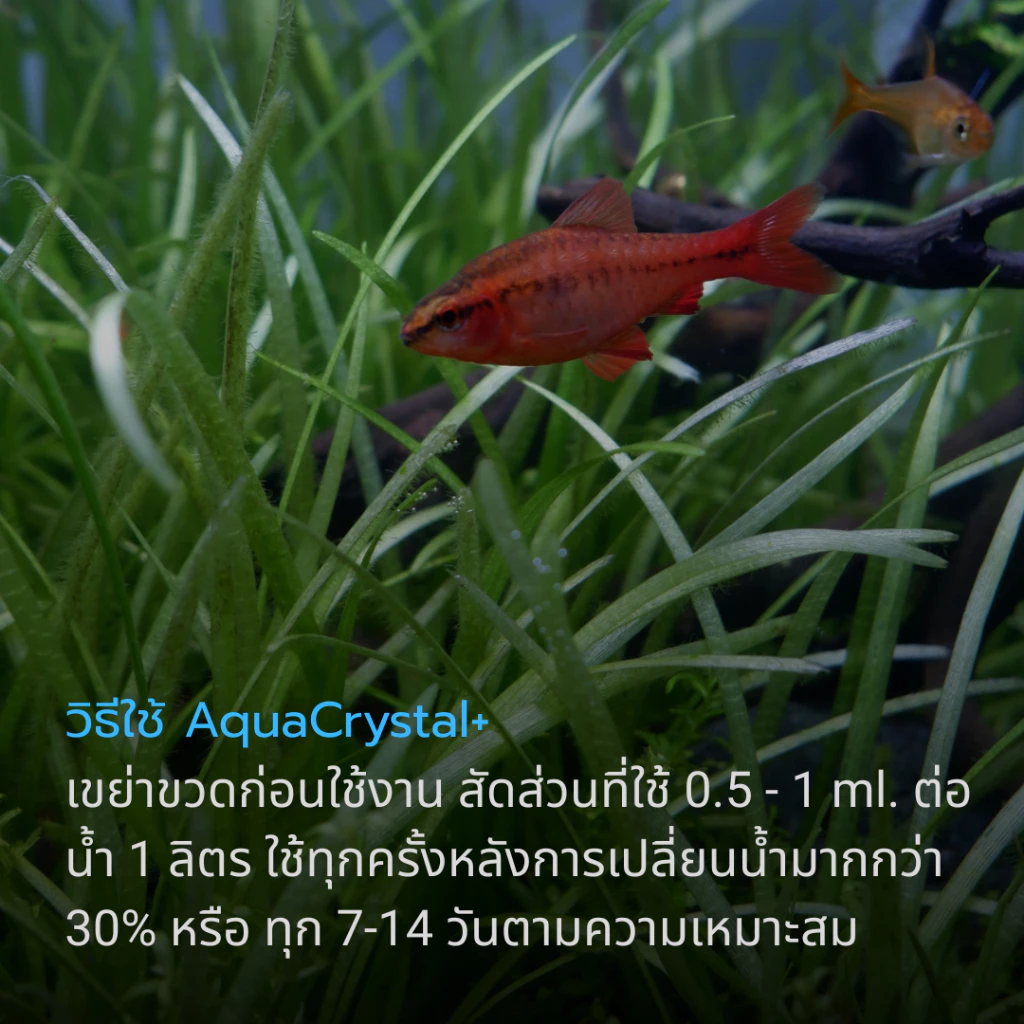 AquaCrystal ชีวภัณฑ์รักษาสมดุลคุณภาพน้ำ thumbnail 6