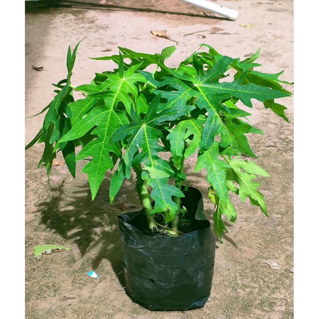 ต้นมะละกอเตี้ยชุมเเพเเท้  ต้นเตี้ย ผลดก เนื้อกรอบอร่อย ต้นพันธุ์เเข็งเเรง รากเดินเต็มถุงพร้อมปลูก  ปลูกในกระถางได้ - รูปที่ 4