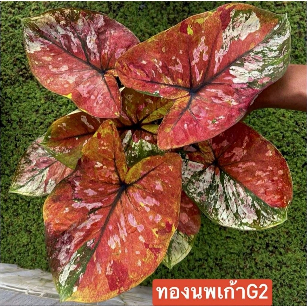 บอนสี ทองนพเก้า เจน2 แบ่งกระถาง 4 นิ้วขนาดตามรูปที่ 2 ถึง 6 แชทเลือกต้นได้ค่ะ