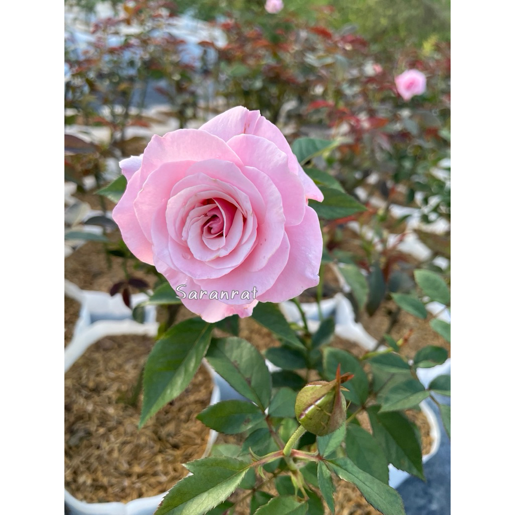 กุหลาบอาวเออร์ เลดี้ ออฟ กัวดาลูป(Our Lady of Guadalupe) สีชมพูดอกดก ออกดอกตลอดทั้งปี - รูปที่ 5