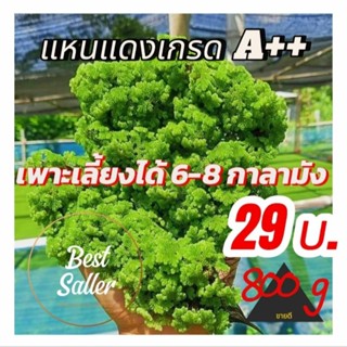 แหนแดงไมโครฟิลล่าขนาด 800 กรัม #ส่งฟรี # ส่งไว พร้อมคู่มือ