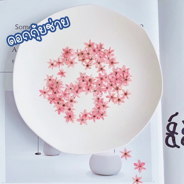 ดอกกุ้ยช่าย ดอกไม้ทับแห้ง ขนาดเล็ก ตกแต่งเคส เครื่องประดับเรซิ่น DIY