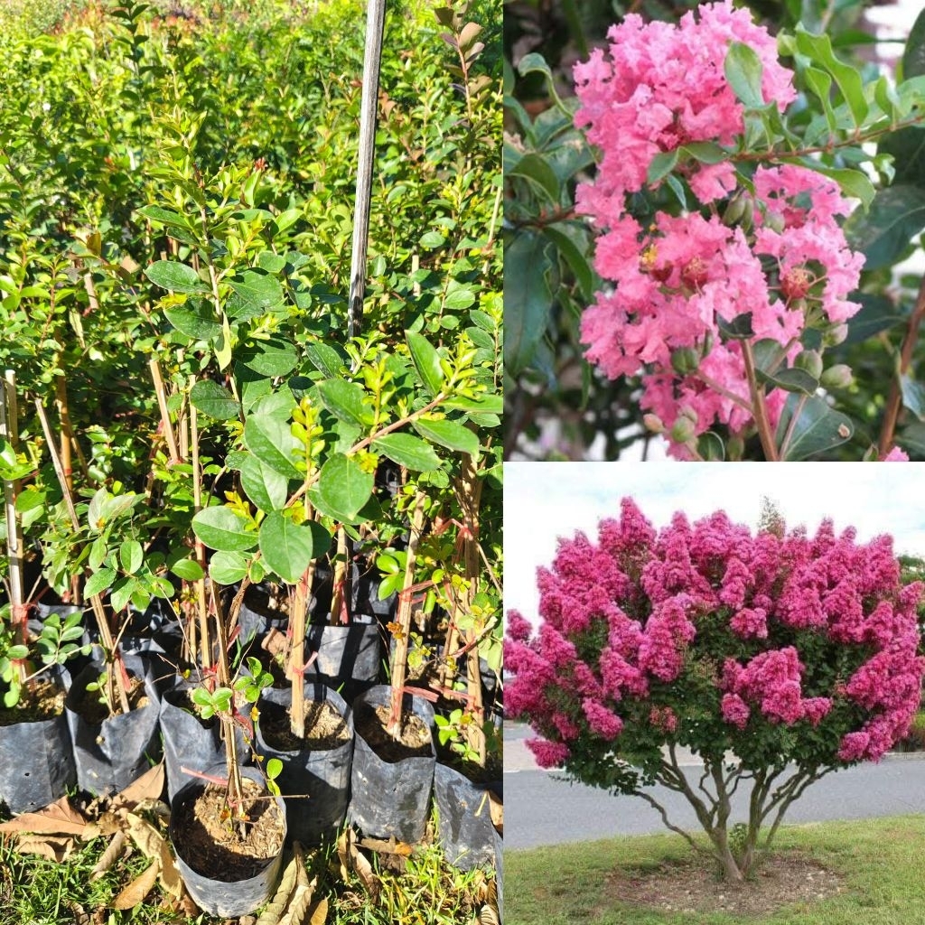 ต้นยี่เข่ง (สีชมพู) 
ดอกสีชมพูสวยอ่อนหวานดอกมีกลิ่นหอม 

ออกดอกที สะพรั่งเต็มต้นสวยงามมาก