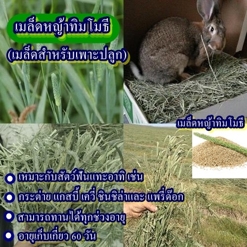 1,900+ เมล็ด เมล็ดหญ้าทิมโมธี (หญ้าสำหรับสัตว์เลี้ยงฟันแทะทั้งหลาย เช่น กระต่าย แกสบี้ เควี่ ชินชิล่าและ แพรี่ด๊อก)