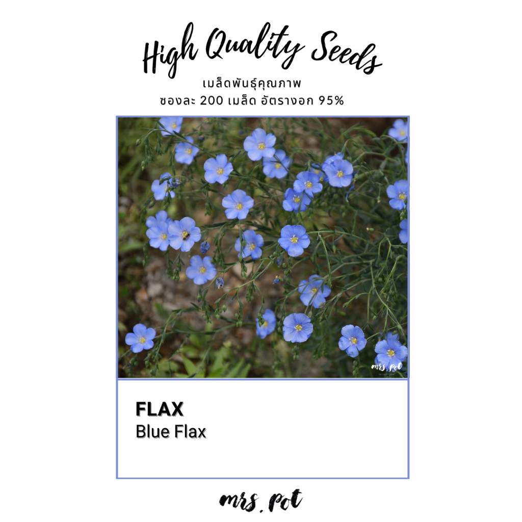 เมล็ดดอกไม้กินได้ Blue Flax บรรจุ 200 เมล็ด รหัส118