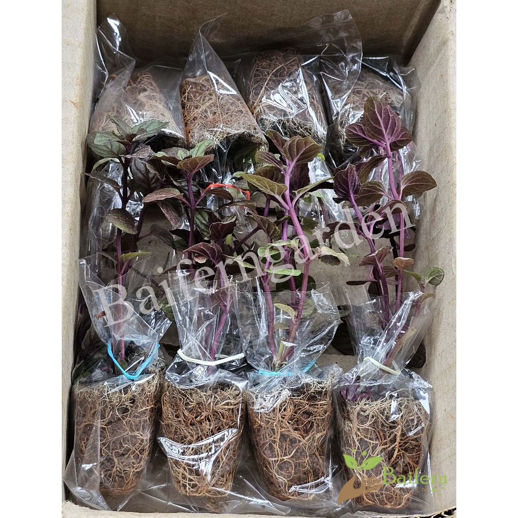 ต้นกล้าช็อกโกแลตมิ้นท์ (Chocolate mint) สมุนไพรฝรั่ง เลี้ยงง่ายโตไว ราคา ถูกที่สุด ดีลบีเคเค แกลเลอรีภาพที่ 2
