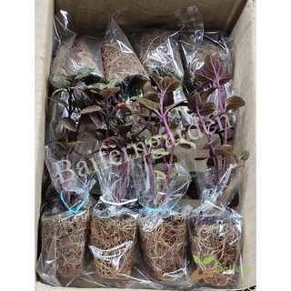 ต้นกล้าช็อกโกแลตมิ้นท์ (Chocolate mint) สมุนไพรฝรั่ง เลี้ยงง่ายโตไว