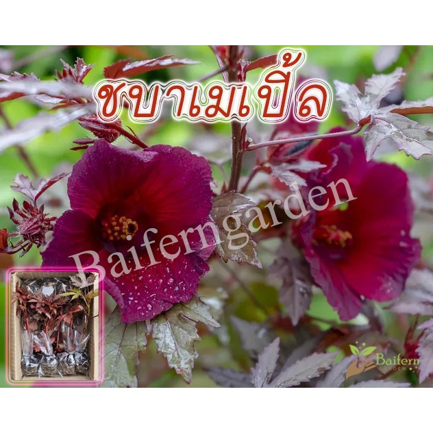 ต้นกล้าดอกชบาเมเปิ้ล(Maple Cranberry Hibiscus) ดอกไม้กินได้ สวยงามเลี้ยงง่าย