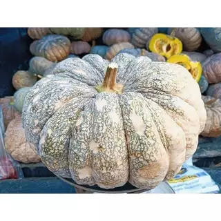 ฟักทอง 1 Kg. / 5 Kg. สดๆ จากสวน เก็บใหม่ทุกเช้า เนื้อ มันเหนียว แก่จัด