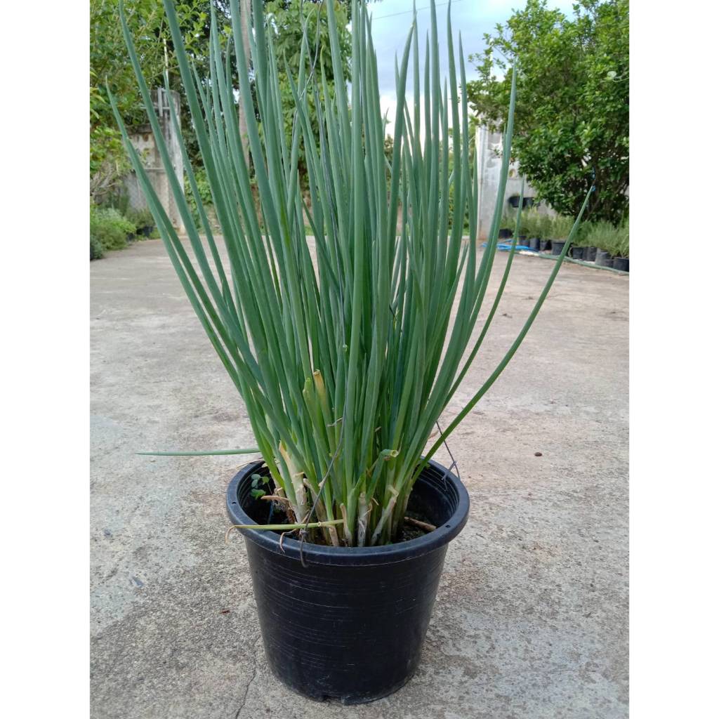 ต้นหอมแบ่งกระถาง8นิ้ว ก่อใหญ่ - รูปที่ 2