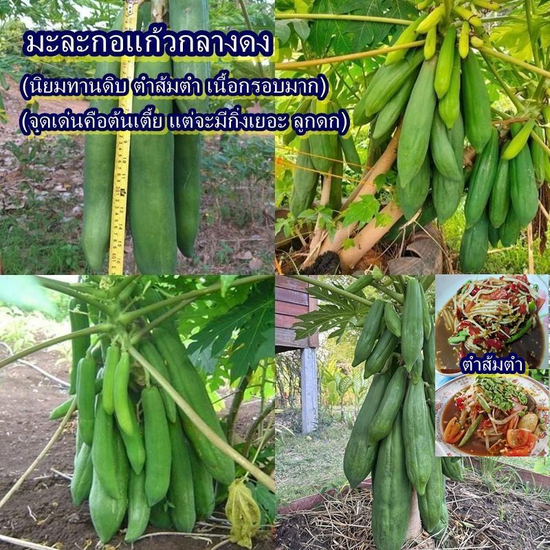 30 เมล็ด เมล็ดมะละกอแก้วกลางดง (นิยมทานดิบ ตำส้มตำ เนื้อกรอบมาก จุดเด่นคือต้นเตี้ย แต่จะมีกิ่งเยอะ ลูกดก)