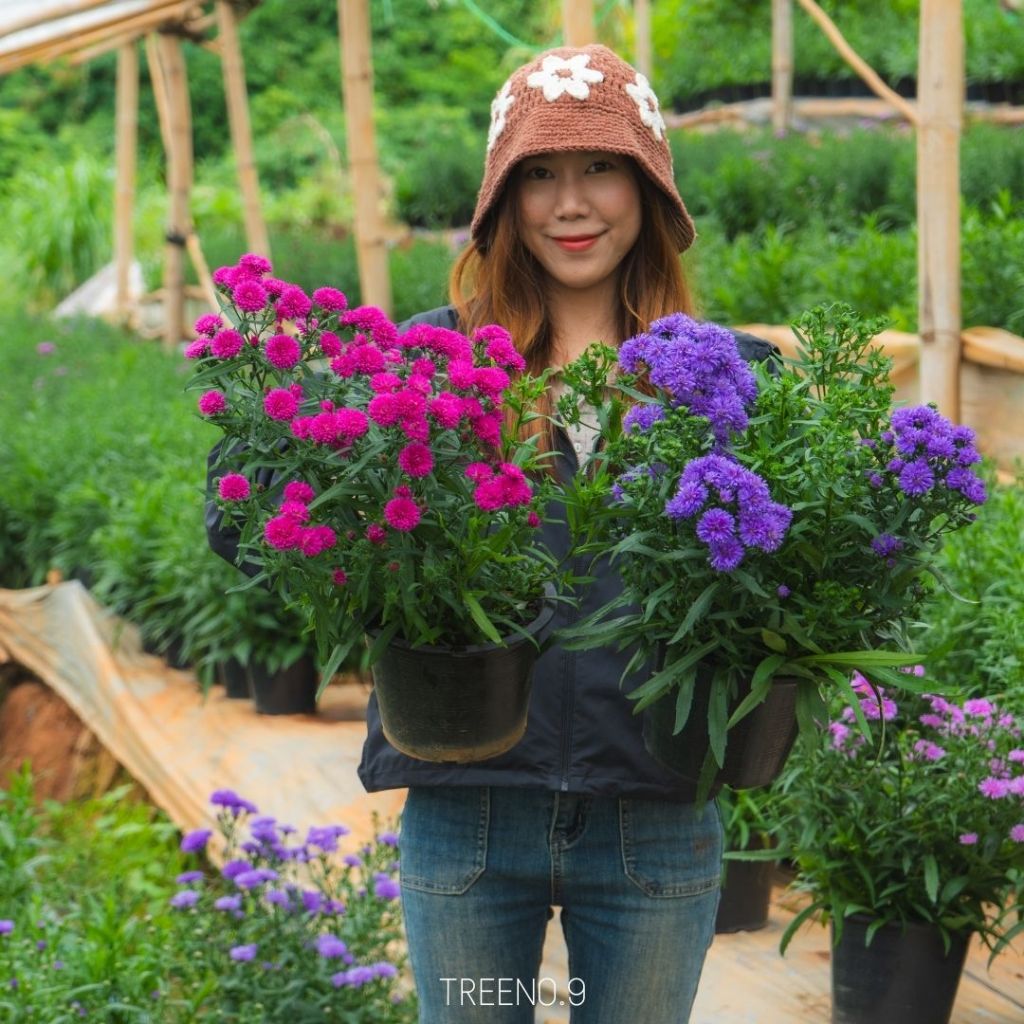 มากาเร็ต (Margaret) กระถาง 8 นิ้ว  ดอกไม้ยอดฮิตสำหรับงานแต่งงาน งานบุญ และการตกแต่งบ้าน