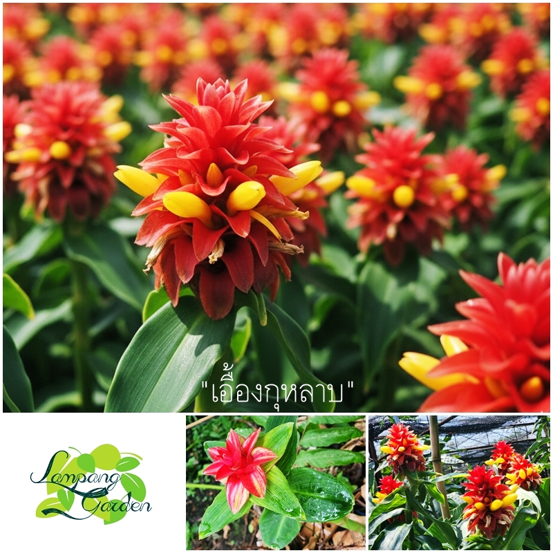 👑ต้น เอื้องกุหลาบ / ขิงเกลียว / เอื้องหมายนาอินโด ล้างราก-ตัดยอดส่ง Costus barbatus  ไม้จัดสวน👑