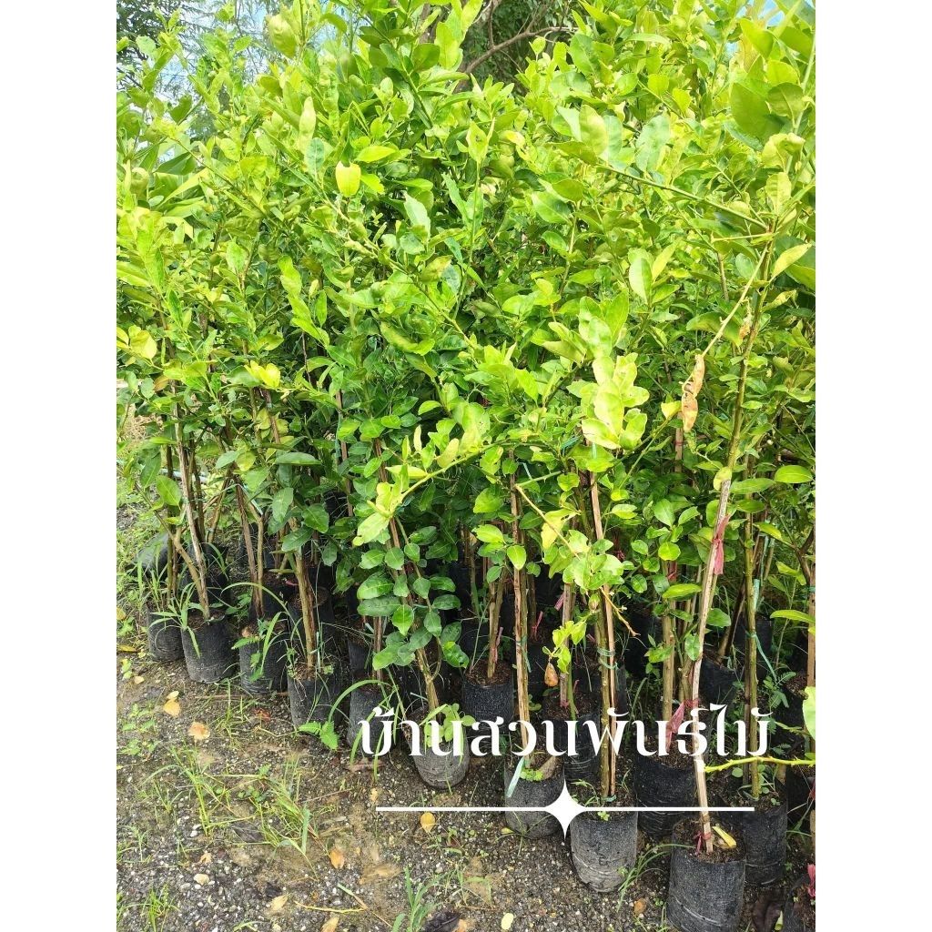 ต้นมะนาว พันธุ์แป้นพิจิตร ต้นกิ่งตอน สูง 1.3-1.5 เมตร