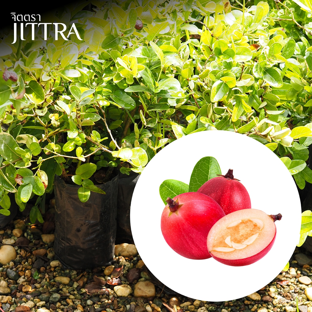 จิตตรา ต้นพันธุ์มะม่วงหาวมะนาวโห่ (หนามแดง) ปักชำกิ่งสูง 40-60 ซม. โตไวให้ผลเร็ว พร้อมส่ง เคลมฟรี