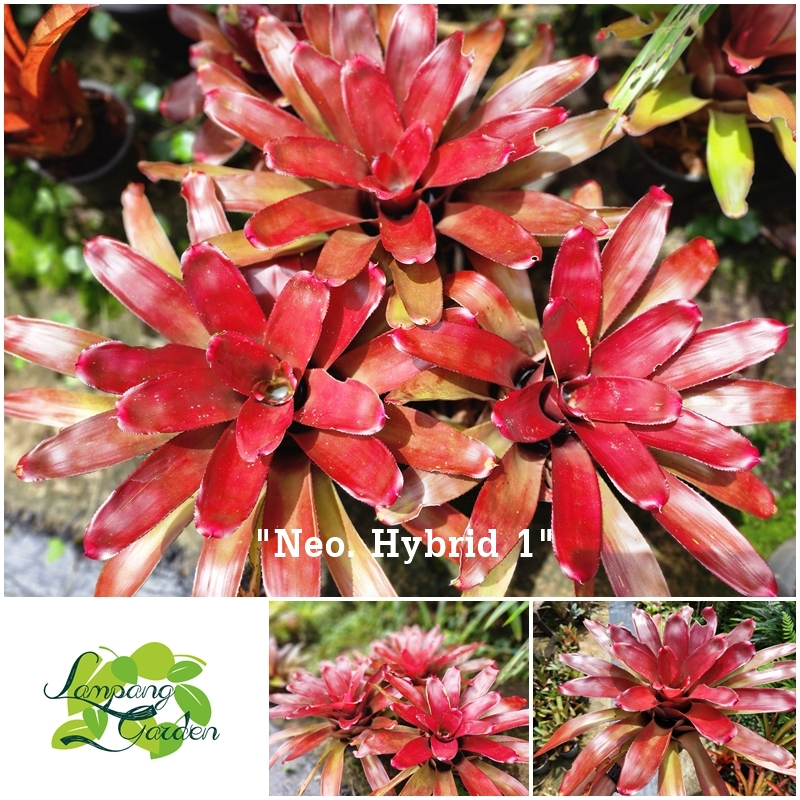 👑ต้น สับปะรดสี Neo. Hybrid 1 ส่งแบบถอดกระถาง ไม้กระถาง ไม้ใบ 👑