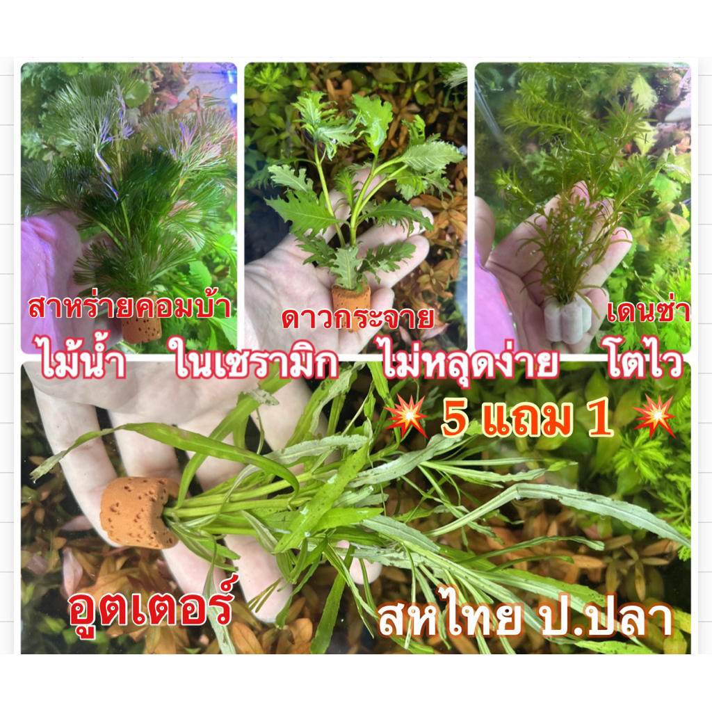 ไม้น้ำประจำตู้ ไม้น้ำเซรามิก (6 แถม1)ใส่โหลปลากัด ตู้ปลา อ่างปลาได้ สวยงาม เลี้ยงง่าย โตไว้